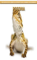 Pogona