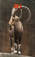 Ibex: Amazing Facts about Ibex