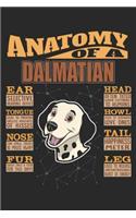 Anatomy Of A Dalmatian