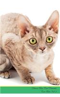 Devon Rex Cat Presents