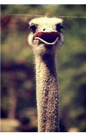 Ostrich: 150 Lined Journal Pages / Diary / Notebook Featuring Funny Ostrich Head on the Cover