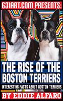 Rise of the Boston Terriers