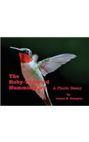 Ruby-throated Hummingbird: A Photo Essay