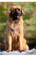Leonberger: Artified Pets Journal/Notebook/Diary, 6" by 9" and 160 Pages