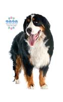 2020 Bernese Mountain Dog Planner - Weekly - Daily - Monthly