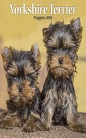 YORKSHIRE TERRIER PUPPIES M 2019: (MINI SQUARE)