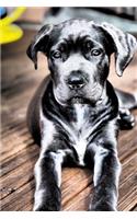 The Cane Corso Dog Journal: 150 Page Lined Notebook/Diary