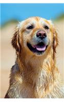 Golden Retriever January Notebook & Journal. Productivity Work Planner & Idea Notepad: Brainstorm Thoughts, Self Discovery, To Do List