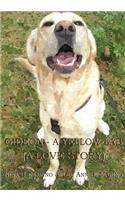 Gideon - A Yellow Lab