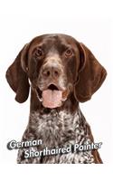 German Shorthaired Pointer