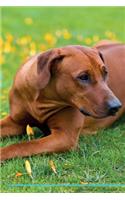 Rhodesian Ridgeback Affirmations Workbook Rhodesian Ridgeback Presents: Positive and Loving Affirmations Workbook. Includes: Mentoring Questions, Guidance, Supporting You.
