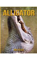 Alligator