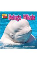 Beluga Whale