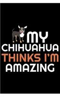 My Chihuahua Thinks I'm Amazing