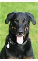 Beauceron Relaxing in the Grass Journal: Take Notes, Write Down Memories in this 150 Page Lined Journal