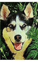 Husky