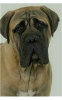 Bullmastiff