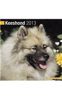 Keeshond 2013