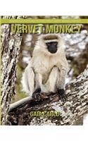 Vervet Monkey