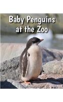 Baby Penguins at the Zoo