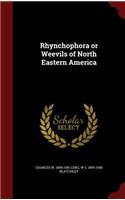 Rhynchophora or Weevils of North Eastern America