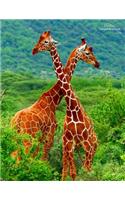 Giraffes Unruled Notebook: Unruled, Blank Notebook. No Lines. No Page Numbers. Glossy Cover with Image on Front and Back. Full Size at 8.5 X 11 Inches. Great for Artwork or Jo
