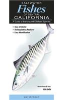 Saltwater Fishes of Central California