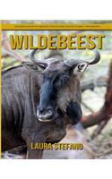 Wildebeest