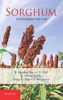 Sorghum