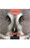 Owls: (Animals, Animals)