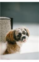 Shih Tzu Journal
