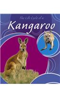 The Life Cycle of a Kangaroo