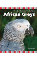 African Greys