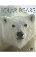 Polar Bears