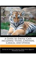 A Guide to Exotic Cats Including Tigers, Cheetahs, Caracal and Others