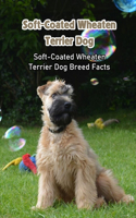 Soft-Coated Wheaten Terrier Dog