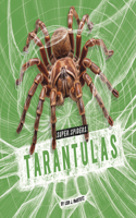 Tarantulas: (Super Spiders)