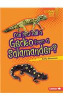 Can You Tell a Gecko from a Salamander: (Lightning Bolt Books: Animal Look Alikes)
