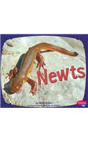 Newts