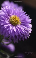 Aster Flower Journal: (Blank Book, Notebook, Diary)