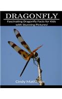 Dragonfly: Fascinating Dragonfly Facts for Kids with Stunning Pictures!