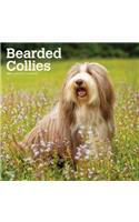 Bearded Collies 2020 Square