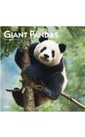 Giant Pandas 2021 Square
