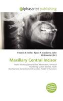 Maxillary Central Incisor