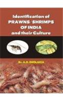 Identification of Prawns/Shrimps and Their Culture