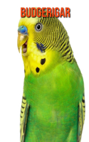 Budgerigar