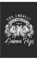 Yes I Really Do Need All These Guinea Pigs