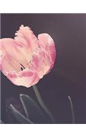 Tulip Bulb Bulbs Tulips Flower Garden Gardening Floral Pink White Cut Flowers: Notebook Journal Diary Composition Book Large Size 150 Ruled Pages for School, Office or Home Softcover Great Gift