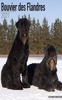 Bouvier des Flandres 2021 Wall Calendar