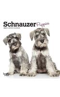 SCHNAUZER PUPPIES 2020 MINI WALL CALENDA